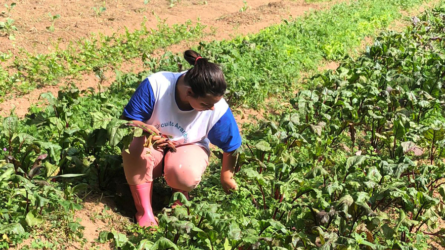 Por que a produção orgânica é melhor que a produção do agronegócio