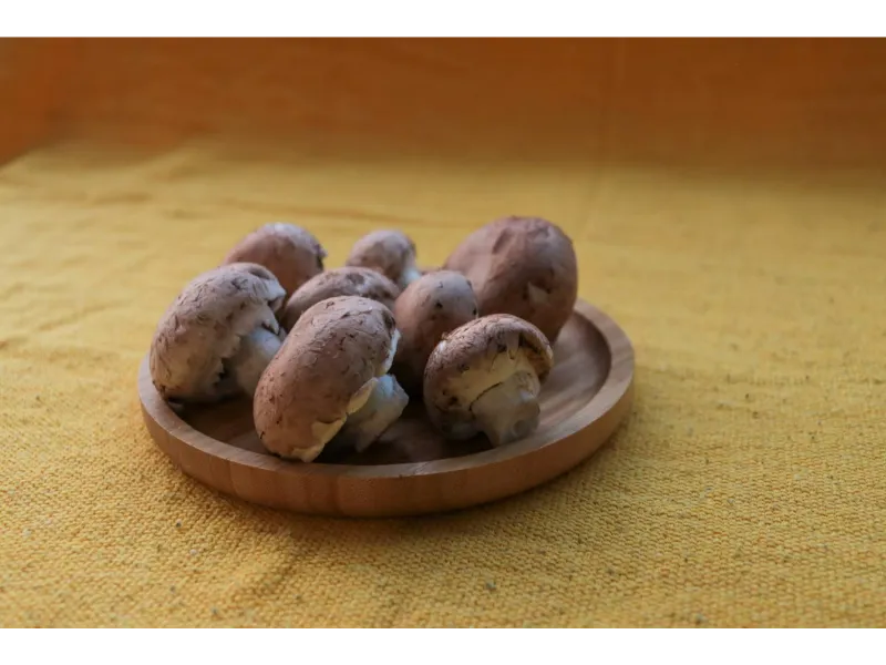 Cogumelos Orgânicos
