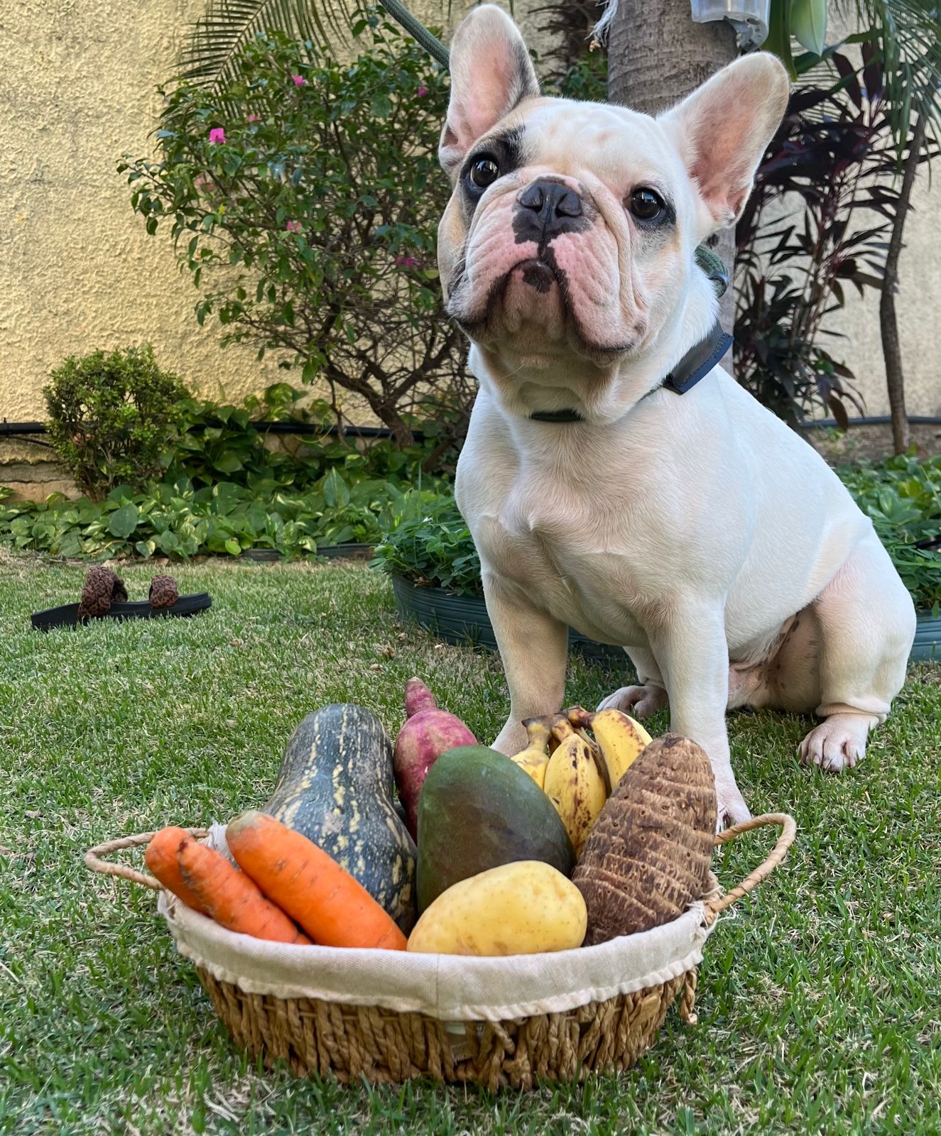 alimentos bom para cachorro